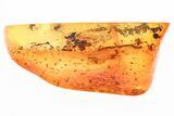 Detailed Fossil Wasp (Bethylidae) In Baltic Amber #328138-1